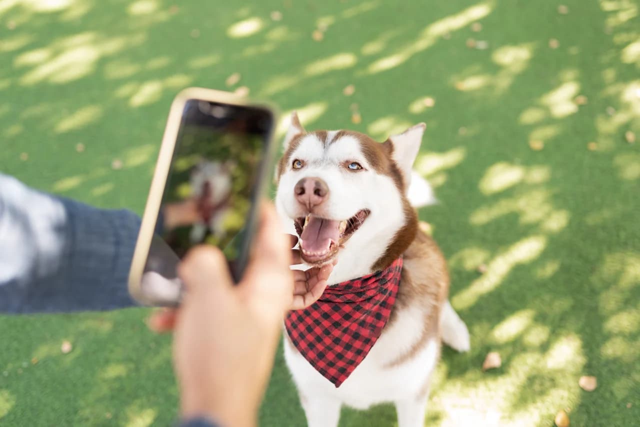 Žena fotí psa Husky telefonem